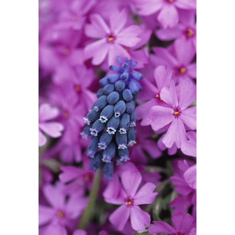 PA, Grape hyacinth and phlox flowers in garden White Modern Wood Framed Art Print by Rotenberg, Nancy
