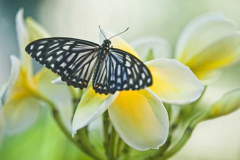 Pennsylvania Swallowtail butterfly on flower White Modern Wood Framed Art Print with Double Matting by Rotenberg, Nancy