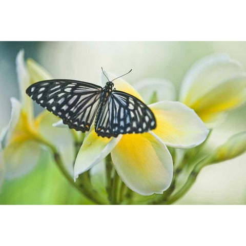 Pennsylvania Swallowtail butterfly on flower Black Modern Wood Framed Art Print with Double Matting by Rotenberg, Nancy
