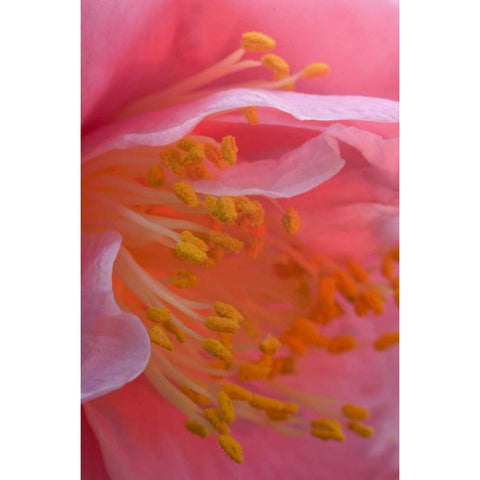 USA, Pennsylvania Camellia blossom close-up Gold Ornate Wood Framed Art Print with Double Matting by Rotenberg, Nancy