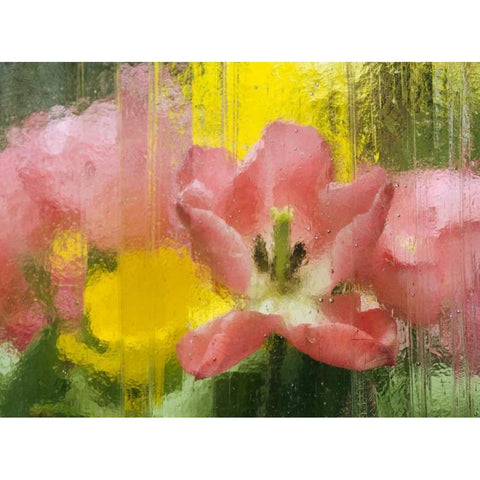PA, Abstract tulip impression through glass Black Modern Wood Framed Art Print by Rotenberg, Nancy