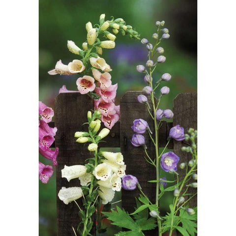Pennsylvania Foxglove and delphinium on fence Black Modern Wood Framed Art Print by Rotenberg, Nancy