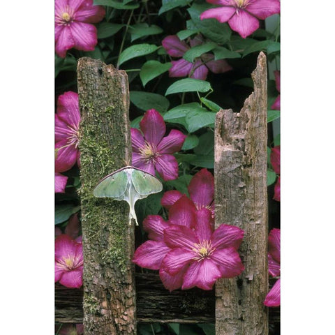 Pennsylvania Luna moth on fence with flowers Black Modern Wood Framed Art Print by Rotenberg, Nancy