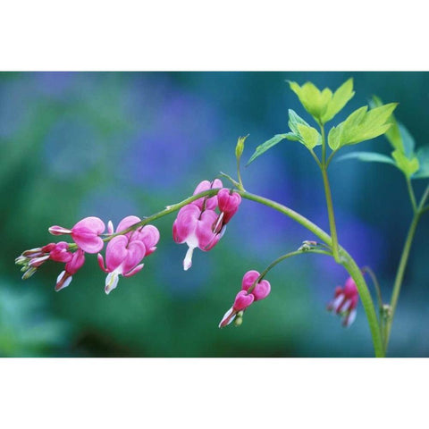 Pennsylvania Bleeding heart flowers in garden White Modern Wood Framed Art Print by Rotenberg, Nancy