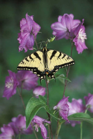 Pennsylvania Tiger swallowtail on flower Black Ornate Wood Framed Art Print with Double Matting by Rotenberg, Nancy