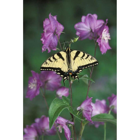 Pennsylvania Tiger swallowtail on flower White Modern Wood Framed Art Print by Rotenberg, Nancy