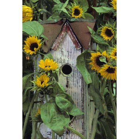 Pennsylvania Birdhouse and garden sunflowers Black Modern Wood Framed Art Print by Rotenberg, Nancy