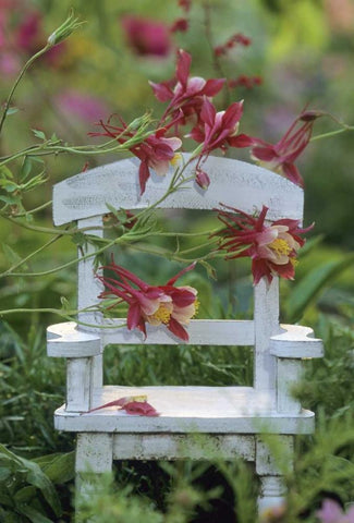 Pennsylvania Columbine and chair in garden White Modern Wood Framed Art Print with Double Matting by Rotenberg, Nancy