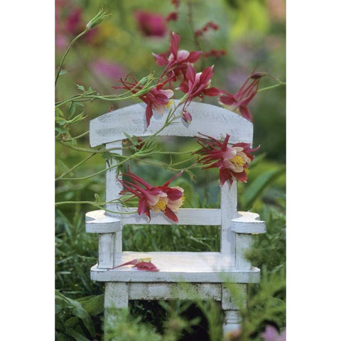 Pennsylvania Columbine and chair in garden Gold Ornate Wood Framed Art Print with Double Matting by Rotenberg, Nancy
