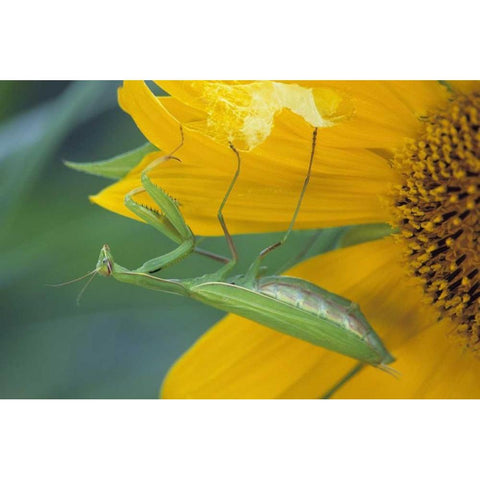 PA, Praying mantis with egg sac on sunflower Black Modern Wood Framed Art Print by Rotenberg, Nancy