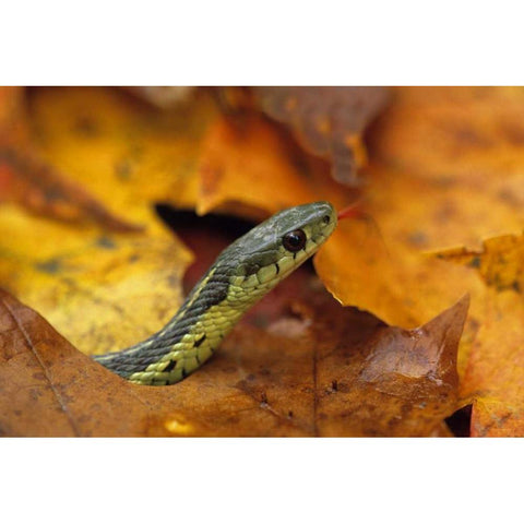 Pennsylvania Garter snake in autumn White Modern Wood Framed Art Print by Rotenberg, Nancy