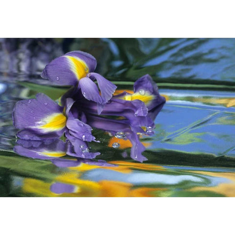 Pennsylvania Iris on mylar reflective surface Black Modern Wood Framed Art Print with Double Matting by Rotenberg, Nancy