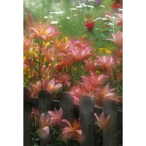 PA, Double exposure of lilies and fence in garden Black Modern Wood Framed Art Print by Rotenberg, Nancy