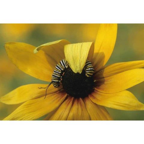 USA, Pennsylvania Monarch caterpillar on daisy Black Modern Wood Framed Art Print by Rotenberg, Nancy