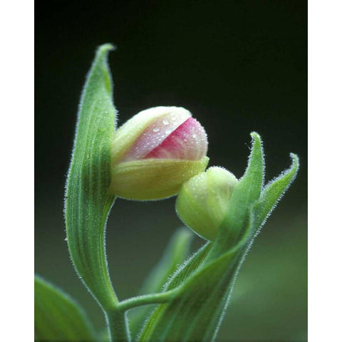 USA, Pennsylvania Close-up of flower bud opening Black Modern Wood Framed Art Print with Double Matting by Rotenberg, Nancy