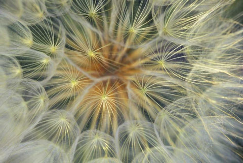 USA, Pennsylvania Dandelion seedhead close-up White Modern Wood Framed Art Print with Double Matting by Rotenberg, Nancy