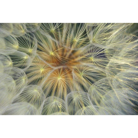 USA, Pennsylvania Dandelion seedhead close-up Black Modern Wood Framed Art Print by Rotenberg, Nancy