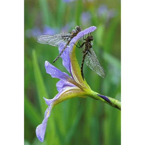 USA, Pennsylvania Two dragonflies on iris flower Black Modern Wood Framed Art Print by Rotenberg, Nancy