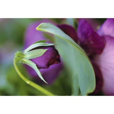 USA, Pennsylvania Flower bud opening in spring Black Modern Wood Framed Art Print with Double Matting by Rotenberg, Nancy