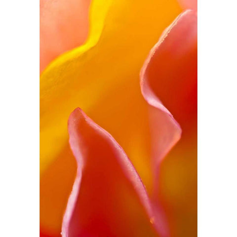 USA, Pennsylvania Close-up of petal abstract Black Modern Wood Framed Art Print by Rotenberg, Nancy