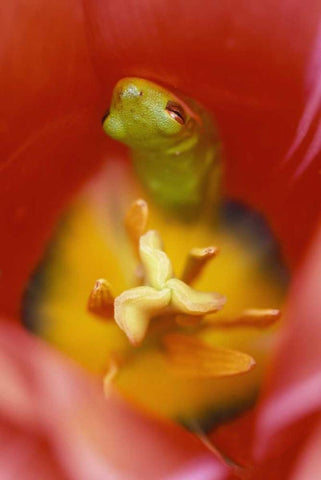 USA, Pennsylvania Frog inside tulip Black Ornate Wood Framed Art Print with Double Matting by Rotenberg, Nancy