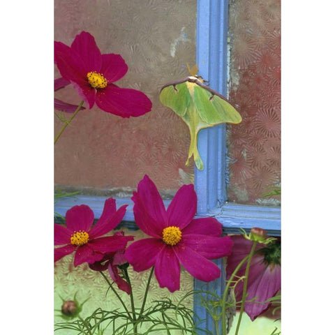 PA, Luna moth on old window with cosmos flowers Black Modern Wood Framed Art Print by Rotenberg, Nancy