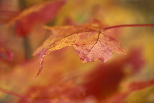 Image Only