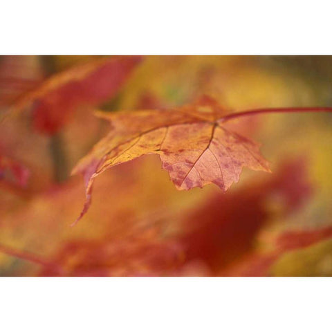 USA, Pennsylvania Maple leaf in autumn color Gold Ornate Wood Framed Art Print with Double Matting by Rotenberg, Nancy