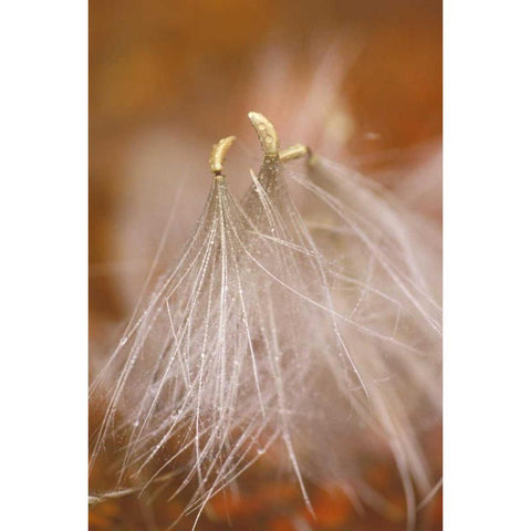 Pennsylvania Close-up of dandelion seedheads Black Modern Wood Framed Art Print with Double Matting by Rotenberg, Nancy