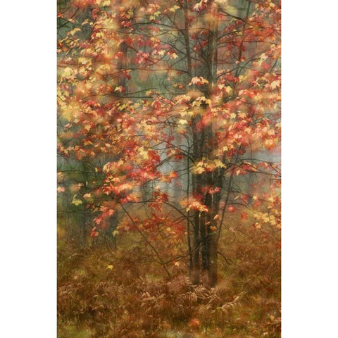 USA, Pennsylvania Sunlight on autumn leaves Black Modern Wood Framed Art Print with Double Matting by Rotenberg, Nancy