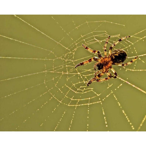 PA, Churchville Nature Center Spider on web White Modern Wood Framed Art Print by OBrien, Jay