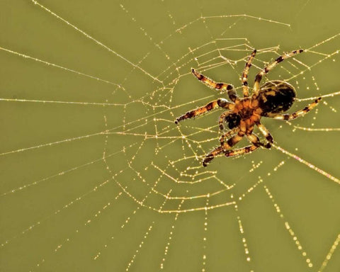 PA, Churchville Nature Center Spider on web White Modern Wood Framed Art Print with Double Matting by OBrien, Jay