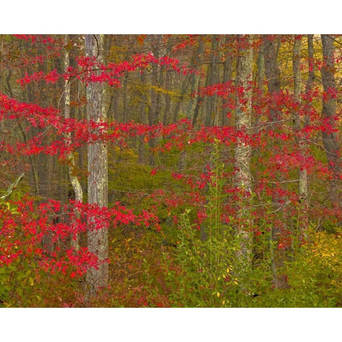 PA, Delaware Watergap NRA Autumn in forest Black Modern Wood Framed Art Print by OBrien, Jay