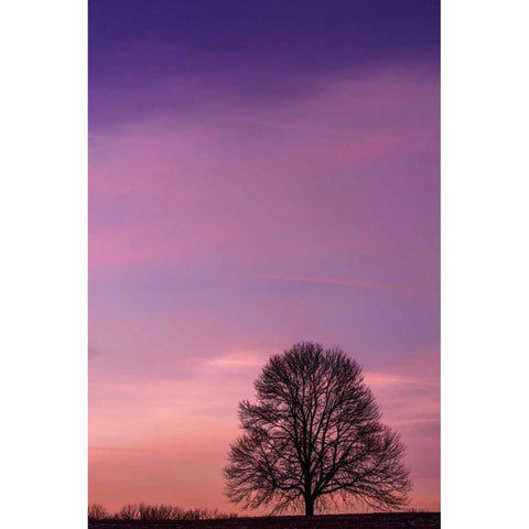 Pennsylvania, King of Prussia Tree at sunrise Black Modern Wood Framed Art Print with Double Matting by OBrien, Jay