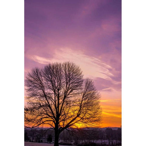 Pennsylvania, King of Prussia Tree at sunrise Black Modern Wood Framed Art Print by OBrien, Jay