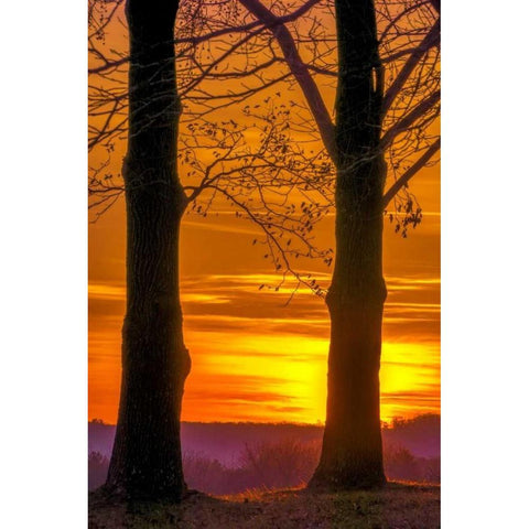 Pennsylvania, King of Prussia Tree at sunrise Black Modern Wood Framed Art Print by OBrien, Jay