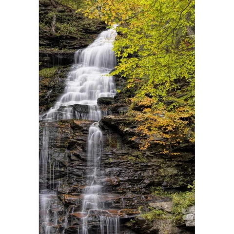 Pennsylvania Waterfall in Ricketts Glen SP Black Modern Wood Framed Art Print by OBrien, Jay