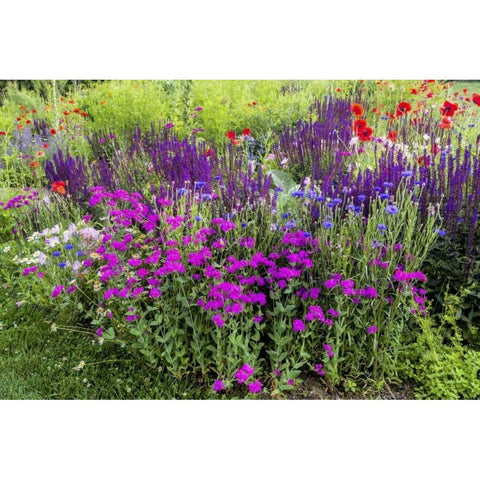 USA, Pennsylvania Summer flowers Black Modern Wood Framed Art Print with Double Matting by OBrien, Jay