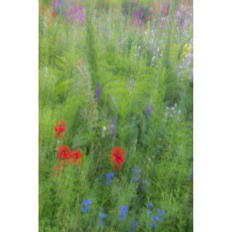 USA, Pennsylvania Summer flowers abstract Gold Ornate Wood Framed Art Print with Double Matting by OBrien, Jay