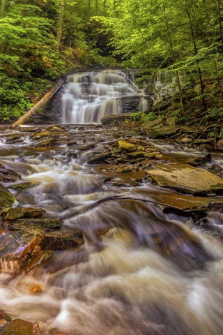 Pennsylvania, Ricketts Glen SP Mohican Falls Black Ornate Wood Framed Art Print with Double Matting by OBrien, Jay