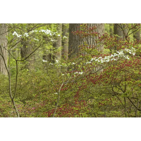 USA, Pennsylvania Spring, forest scenic Black Modern Wood Framed Art Print by OBrien, Jay