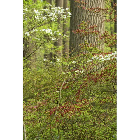 USA, Pennsylvania Spring, forest scenic White Modern Wood Framed Art Print by OBrien, Jay