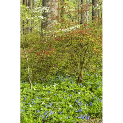 USA, Pennsylvania Spring, forest scenic White Modern Wood Framed Art Print by OBrien, Jay