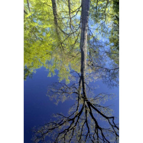 USA, Pennsylvania Tree reflected in pond Gold Ornate Wood Framed Art Print with Double Matting by OBrien, Jay