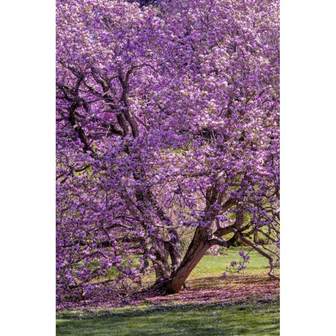 USA, Pennsylvania Tree in bloom Gold Ornate Wood Framed Art Print with Double Matting by OBrien, Jay
