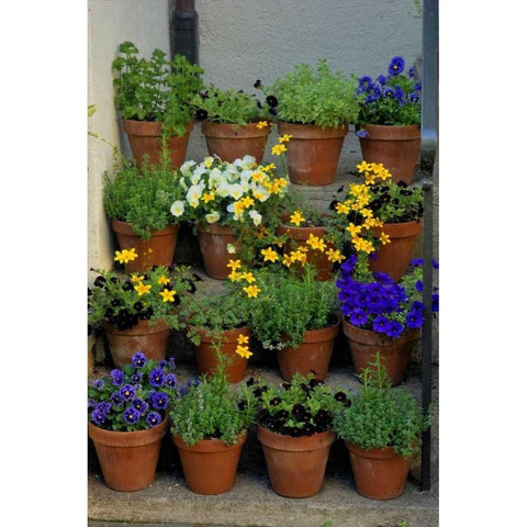 USA, Pennsylvania Potted flowers White Modern Wood Framed Art Print by OBrien, Jay