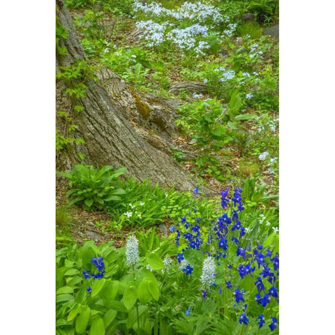 USA, Pennsylvania Spring scenic Black Modern Wood Framed Art Print by OBrien, Jay