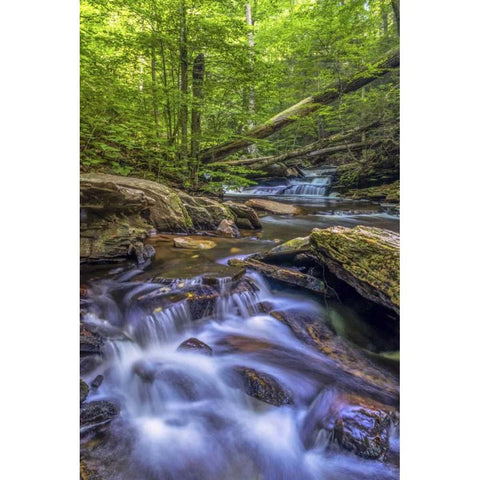 Pennsylvania, Ricketts Glen SP Kitchen Creek Black Modern Wood Framed Art Print with Double Matting by OBrien, Jay
