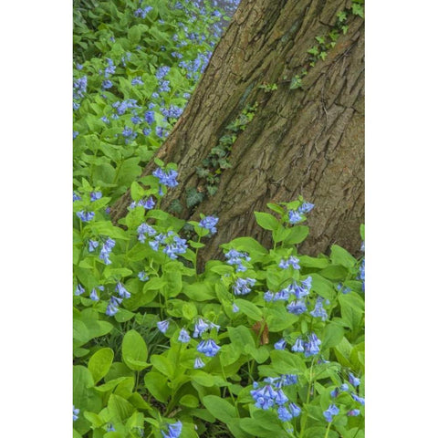 USA, Pennsylvania, Garden Spring scenic Black Modern Wood Framed Art Print by OBrien, Jay
