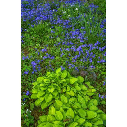 USA, Pennsylvania Spring scenic Black Modern Wood Framed Art Print by OBrien, Jay